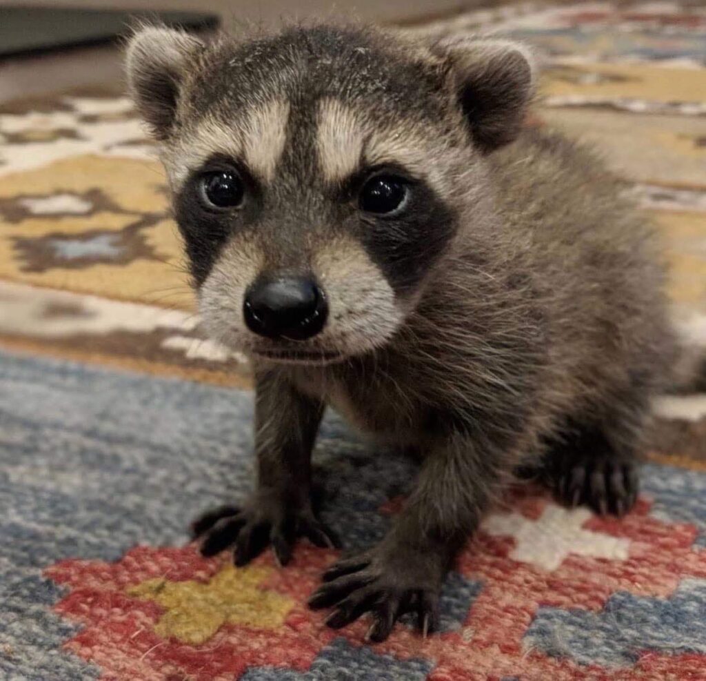 raccoons for sale