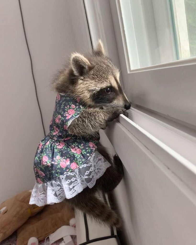Raccoons For Sale